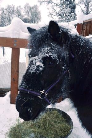 Frosty Tinni